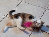 Belle chatte tricolore née en 2020 à placer