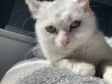Chatte blanche &agrave; placer