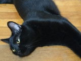 Chat noir à placer
