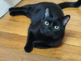 Chat noir à placer