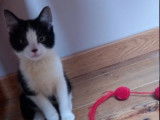 Chaton noir et blanc à placer