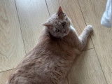 Chat Mâle à donner