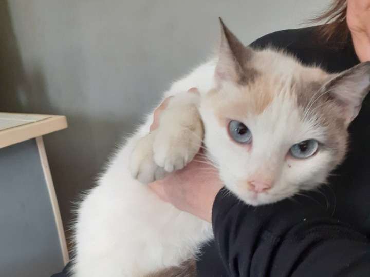 Très belle chatte tricolore aux yeux bleus à adopter