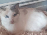 Très belle chatte tricolore aux yeux bleus à adopter