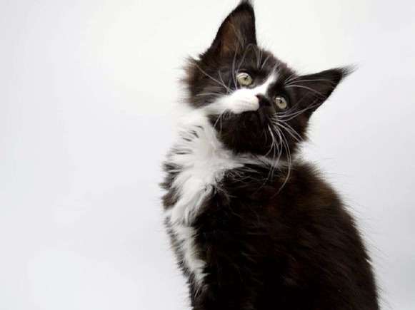 Cherche un foyer pour une chatonne Maine Coon noire et blanche LOOF