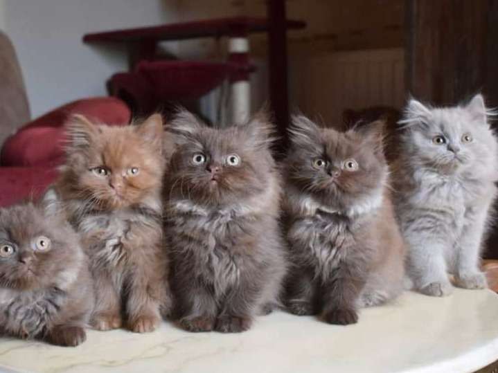 5 chatons British Longhair LOOF à adopter