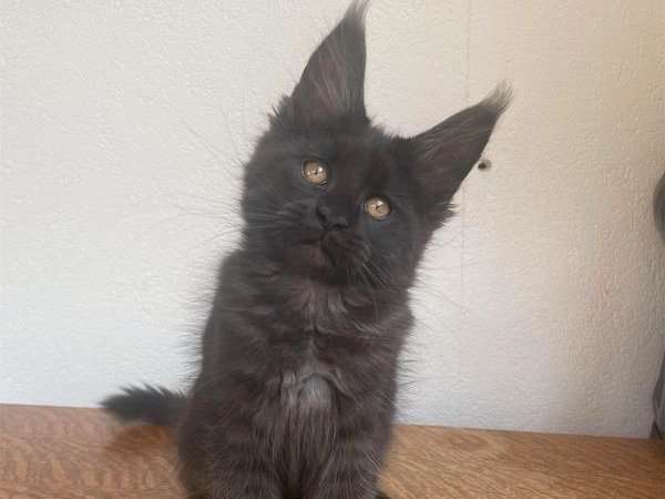 À adopter : 2 chatons Maine Coon noirs LOOF