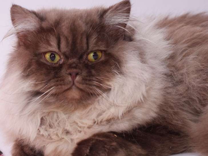 Saillie avec un chat British Longhair chocolat et blanc LOOF