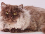 Saillie avec un chat British Longhair chocolat et blanc LOOF