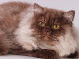 Saillie avec un chat British Longhair chocolat et blanc LOOF