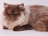 Saillie avec un chat British Longhair chocolat et blanc LOOF