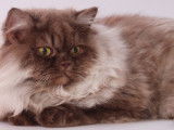 Saillie avec un chat British Longhair chocolat et blanc LOOF