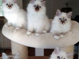 3 chatons Sacrés de Birmanie mâles LOOF à adopter
