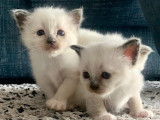 Adorables Chatons LOOF Sacré de Birmanie à réserver (1 femelle et 1 mâle)
