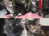 Chatons Maine Coon LOOF à vendre