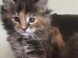 Chatons Maine Coon LOOF à vendre