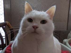 Belle chatte blanche à placer