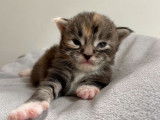 3 chatons Maine Coon disponibles à la réservation (LOOF)