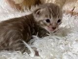 Disponibles &agrave; la r&eacute;servation : 6 chatons Bengal LOOF