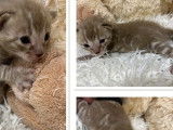 Disponibles &agrave; la r&eacute;servation : 6 chatons Bengal LOOF