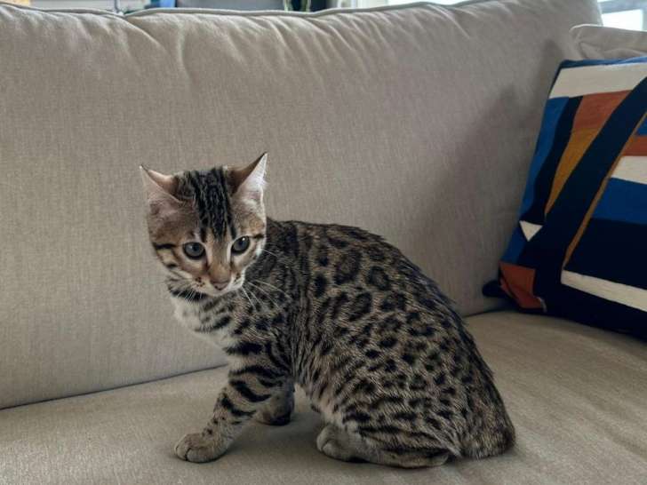 Chatons Bengal disponibles de suite