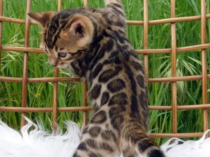 Chatons Bengal look jaguar qualité exceptionnelle