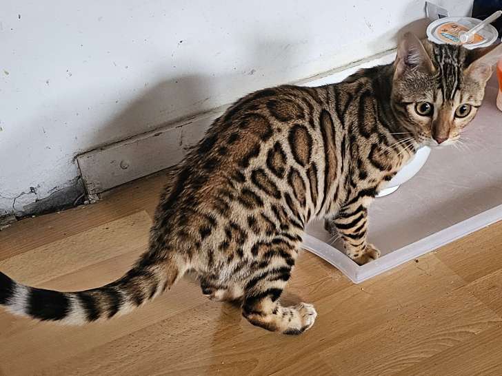 Bengal mini jaguar chatons disponible de Suite
