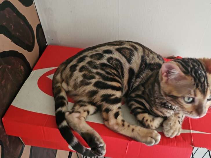 Bengal un dernier chatons nike est disponible de Suite Prix 1300