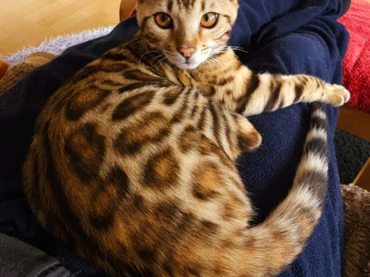 Bengal disponibles de suite ,chatons au yeux couleurs or