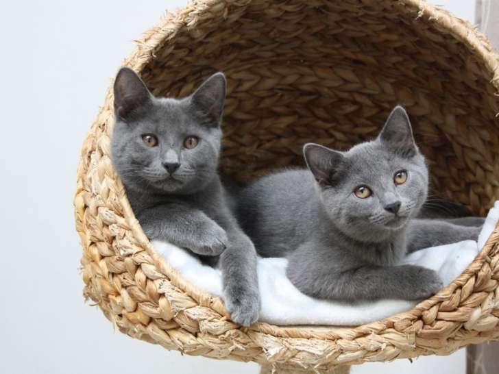 Superbes chatons chartreux LOOF