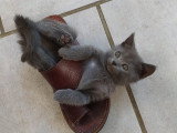 Superbes chatons Chartreux LOOF à vendre