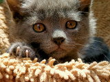 Superbes chatons Chartreux LOOF à vendre