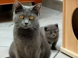 Superbes chatons Chartreux LOOF à vendre