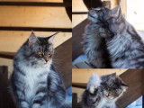 Chatons Maine Coon LOOF à vendre