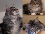 Chatons Maine Coon LOOF à vendre