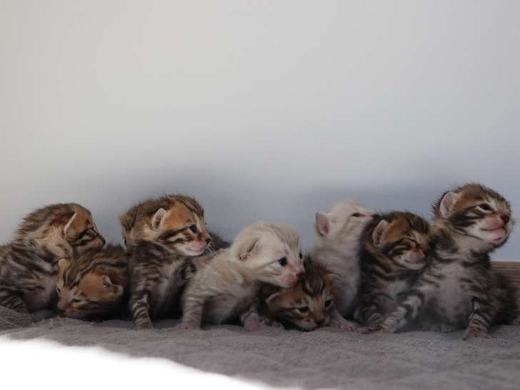 Magnifiques chatons Bengal LOOF à réserver