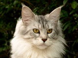 Maine coon femelle adulte : black silver spotted tabby et white