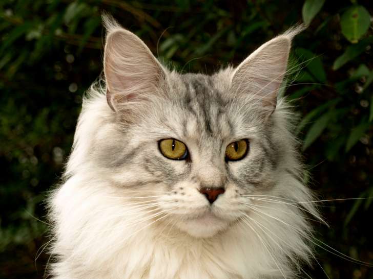 Maine coon femelle adulte  : black silver spotted tabby et white