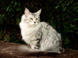 Maine coon femelle adulte : black silver spotted tabby et white