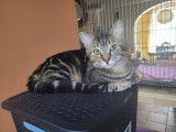 Superbe chat m&acirc;le adulte non LOOF n&eacute; en mai 2021, attend sa future famille