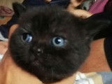 Dernier chaton disponible: Black aux yeux oranges