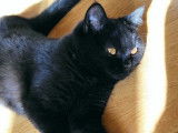 Dernier chaton disponible: Black aux yeux oranges