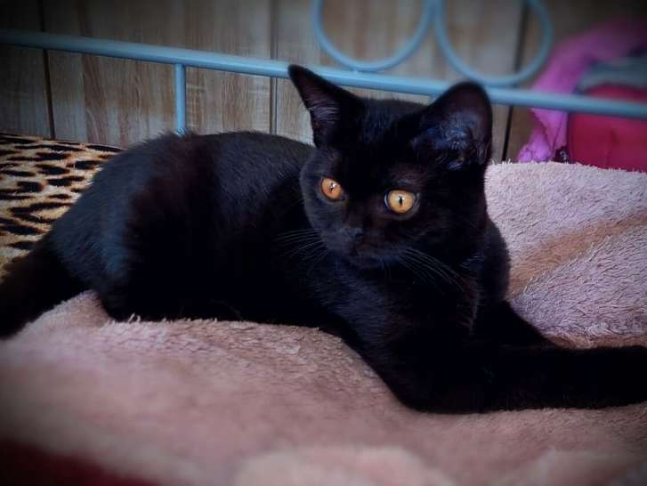 Dernier chaton disponible: Black aux yeux oranges