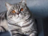 British Shorthair mâle LOOF bleu