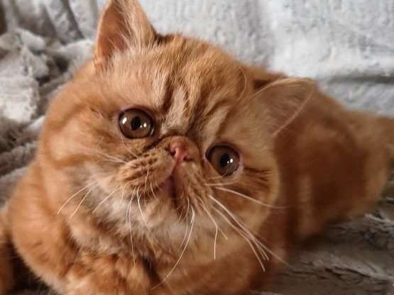 Un chaton Exotic Shorthair LOOF roux à vendre