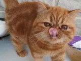 Un chaton Exotic Shorthair LOOF roux à vendre