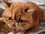Un chaton Exotic Shorthair LOOF roux à vendre