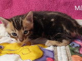 4 chatons Bengals LOOF à réserver, mâles et femelles