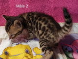 4 chatons Bengals LOOF à réserver, mâles et femelles