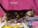 4 chatons Bengals LOOF à réserver, mâles et femelles